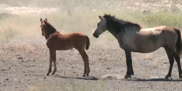 Массовый падёж скота остановили в Кызылординской области