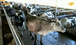 &laquo;Ас арқау&raquo;. Шелек фермерлері жобасы