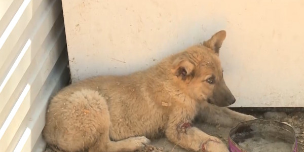 Атырауда итке қорлық көрсеткен жігіт кінәсін мойындады