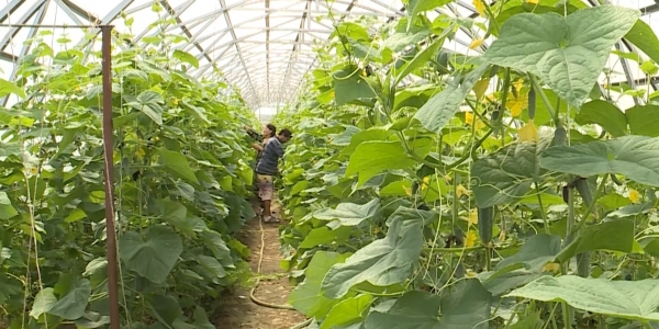 Фермеры не могут получить финансовые средства на развитие бизнеса