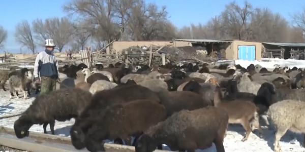 Жұрт жайылымдық жерге жарымай отыр