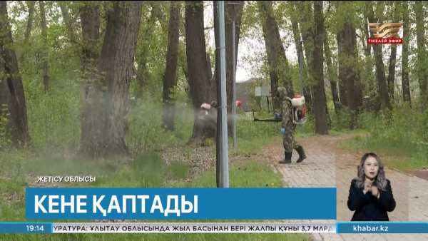 Жетісу облысында 366 адамды кене шаққан. Өңір жаңалықтары