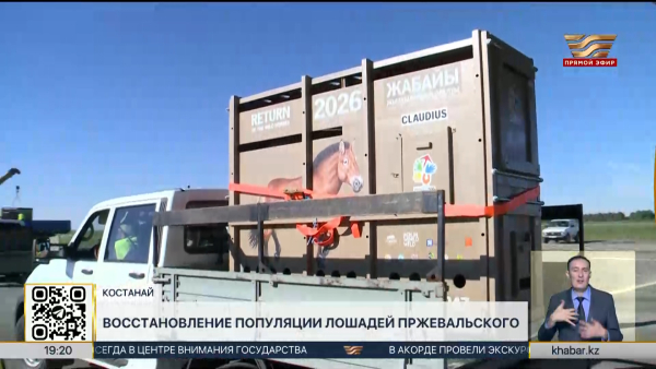 В Казахстан доставили очередную партию лошадей Пржевальского