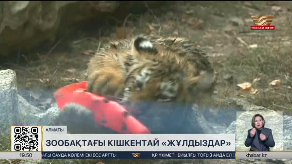 Алматы хайуанаттар бағында амур жолбарысы күшіктеді