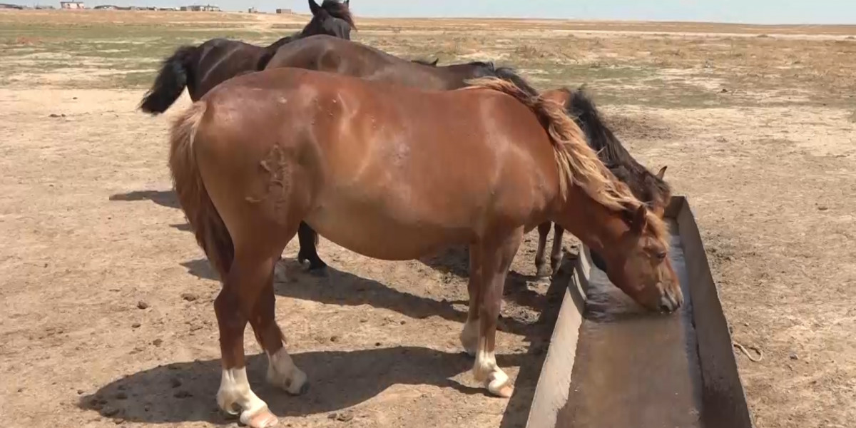 Американдық әке секс мультфильмін қараңыз