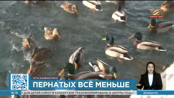 Резким сокращением популяции птиц обеспокоены казахстанские орнитологи