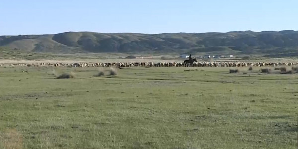 В зерносеющем районе Карагандинской области не хватает пастбищ