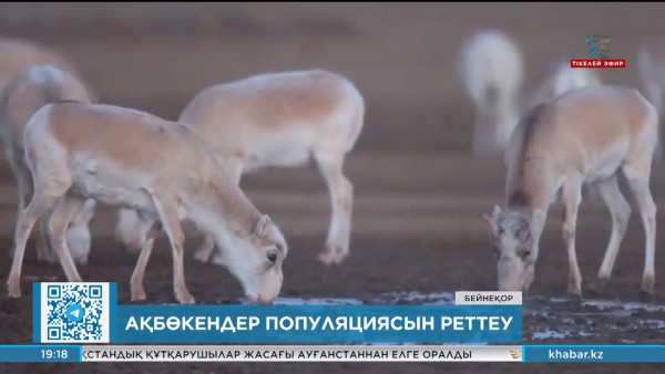 Елімізде 337 мың ақбөкенді ату немесе торға түсіру жоспарланған