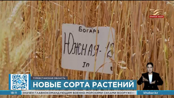 40 новых сортов растений выращивают в Туркестанской области