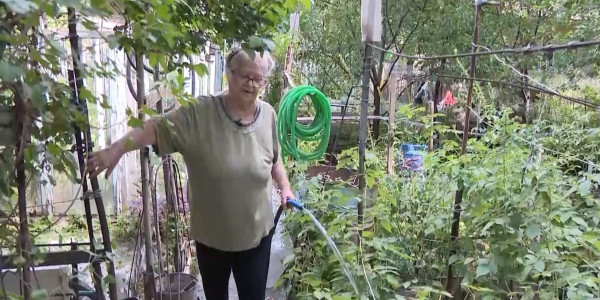 Алматылықтар үй ауласын бау-бақшаға айналдырды