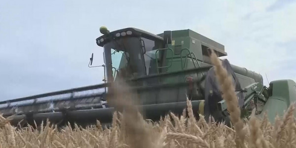 Тәуелсіздік алған 30 жыл ішінде егіс алқабы 7 млн гектарға ұлғайған