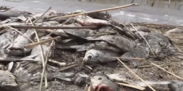 Специалисты озвучили причину замора рыбы на озере Питное