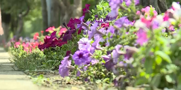 Талдықорғанда егілуі тиіс 350 мың гүлдің жетіден бір бөлігі ғана отырғызылған