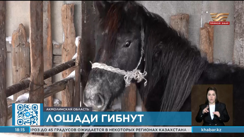Как пытаются спасти лошадей от падежа в Акмолинской области?