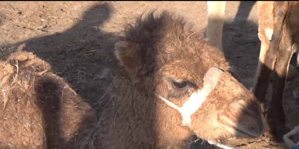 Проблемой для фермеров остается дефицит свободных пастбищ в Атырауской области