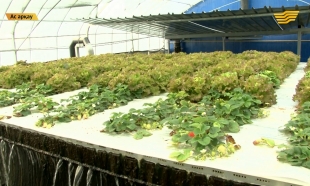 &laquo;Ас арқау&raquo;. Ет экспортының әлеуеті еселенбек