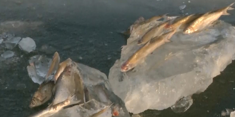 В Атырау огласили приговор суда по замору рыбы