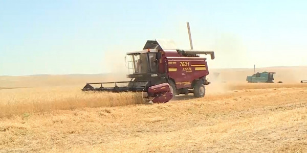 Астық нарығында жағдай қалай?