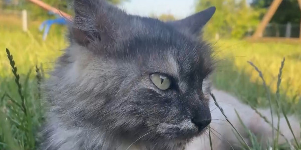 Украина президентінің ресми сайтында үй жануарларына қатысты петиция жарияланды