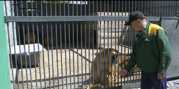 Когда человек страшнее зверя