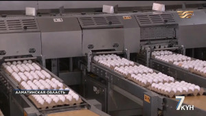400 тыс. штук товарного яйца в день производят на птицефабрике «Сункар»