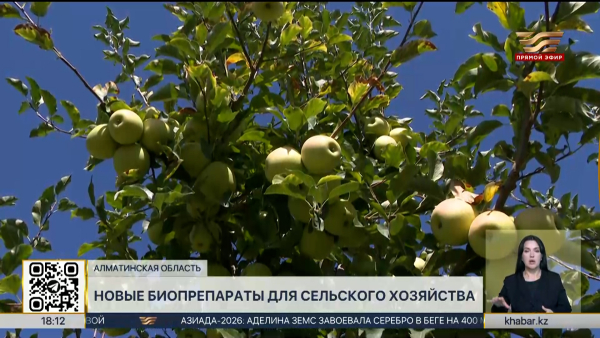 Учёные создали биопрепараты против бактериального ожога плодовых культур