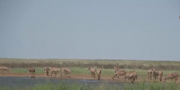 Экологтар көзге сирек түсетін дала ақбөкендерін қолға үйретпек