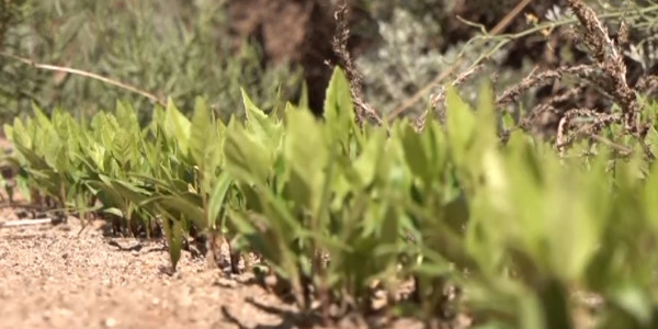 5 маусым &ndash; Экологтар және қоршаған ортаны қорғау күні