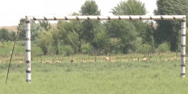 Келес ауданының халқы облыстық Спорт басқармасынан спорт алаңын салып беруді сұрайды