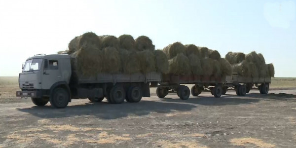 Атырауда келер қысқа мал азығын дайындау науқаны басталды