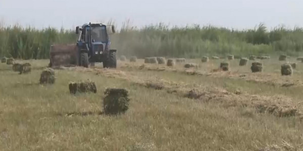 Арыс халқы маңғыстаулықтар үшін бір вагон шөп жинады