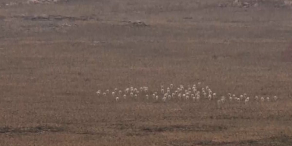 Численность сайгаков в Павлодарской области достигла 20 тысяч особей
