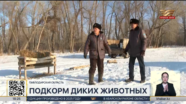 Лесники из Павлодарской области начали подкармливать диких животных