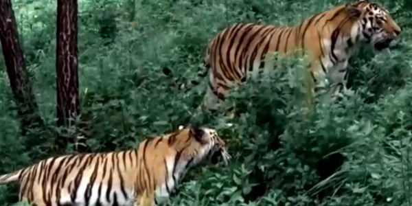 Балқашта жолбарысты қайта көбейту қолға алынды