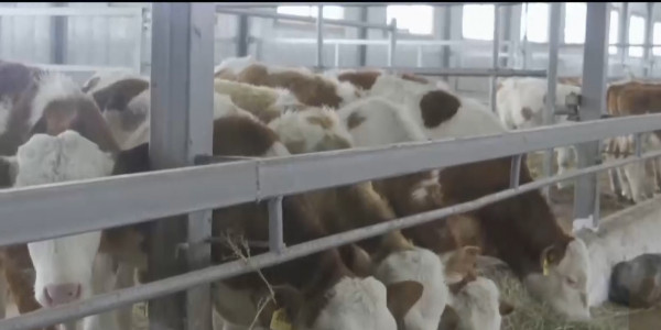 Североказахстанские аграрии уже почти год не могут получить субсидии