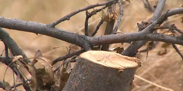 Вырубкой яблоневых садов обеспокоены алматинцы