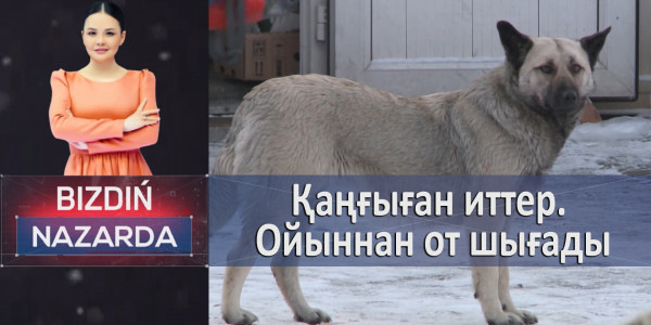 Қаңғыған иттер. Ойыннан от шығады. &laquo;Bizdiń nazarda&raquo;