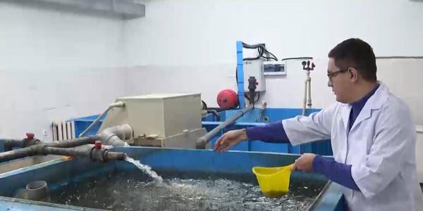 В Казахстане наблюдается нехватка кадров в рыбном хозяйстве