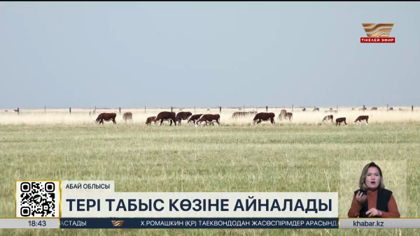 Қазақстанда тері мен жүн өңдеу саласы кенжелеп тұр