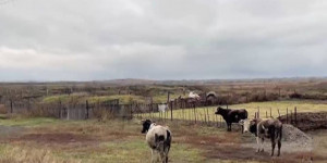 95 из 100 скотомогильников признаны опасными в ВКО