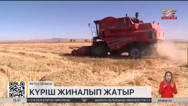 Жетісу облысында күріш ору науқаны жүріп жатыр