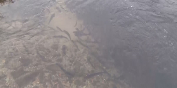 Балық өсірудің аймақтық тұжырымдамасы қажет