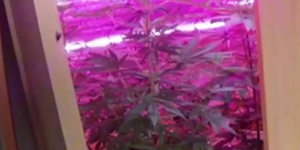 Кусты конопли изъяли у жителя города Рудного