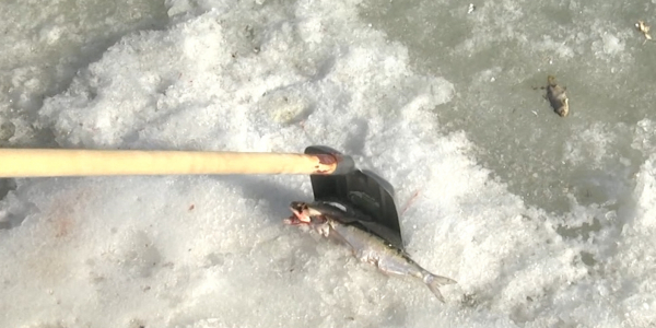 Гибель рыбы: генпрокурора РК попросили взять ситуацию под личный контроль