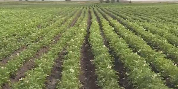 Қостанай облысында жітіқаралықтар құрғақшылықтың аграрлық салаға зардабы тимейтін жолын тапты