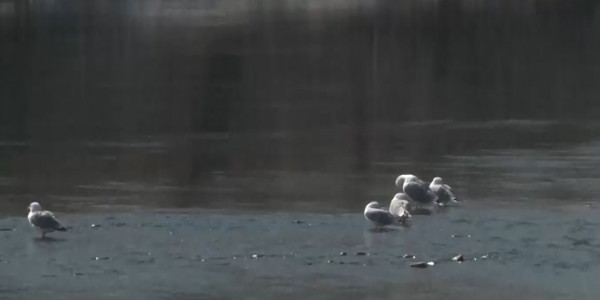 Снижение популяции краснокнижных птиц фиксируют орнитологи ВКО