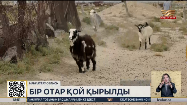 Маңғыстау облысында бір отар қой қырылды