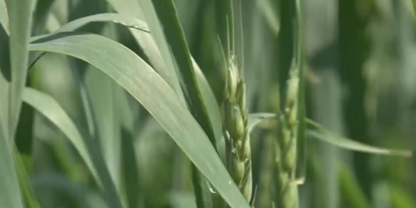 СҚО-ның атқамінерлері мен мамандары шегірткеге қарсы күресті күшейтті