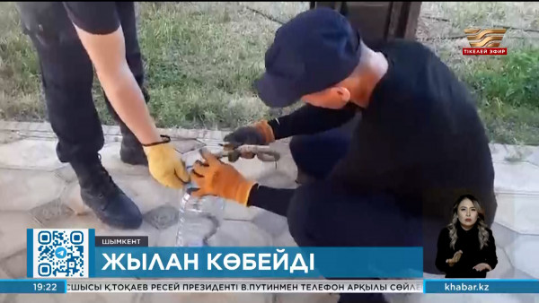Шымкентте жылан қаптап кетті