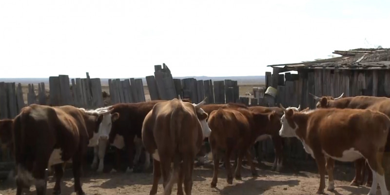 В Карагандинской области зарегистрированы случаи бруцеллеза среди коров